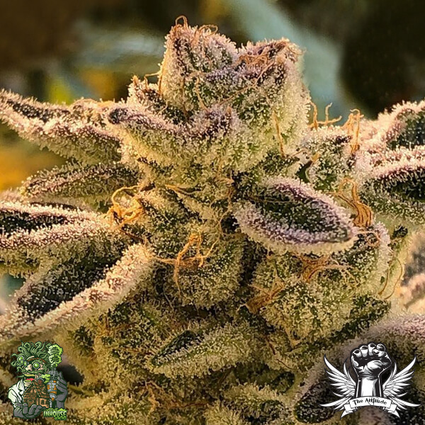 In House Genetics Triple Kush Breath - Feminized