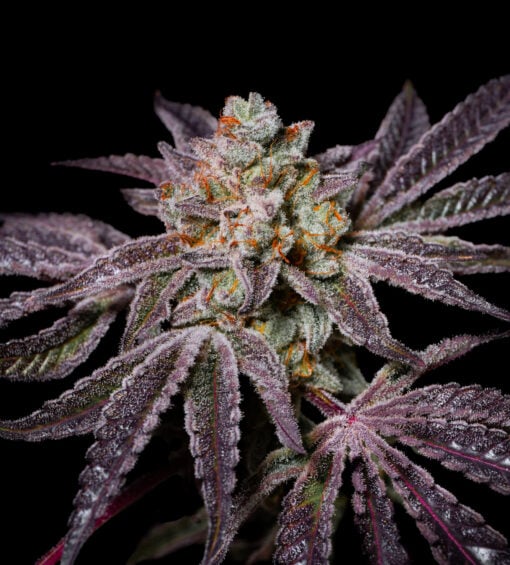 Pure Instinto Seeds - Insanity OG Feminized