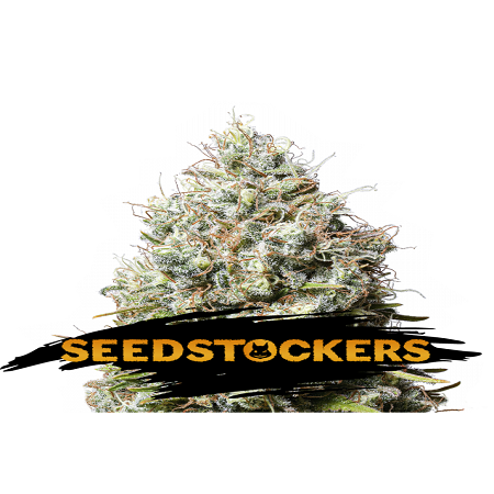 Jack Herer - Feminized - Seed Stockers