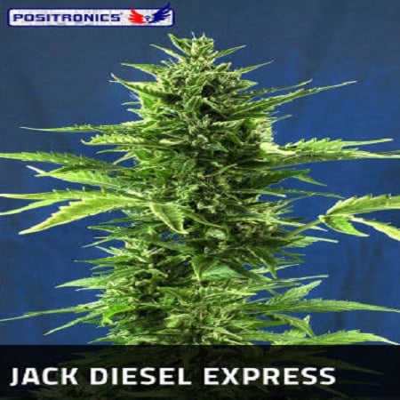 Positronics Seeds Jack Diesel Express Auto Feminized