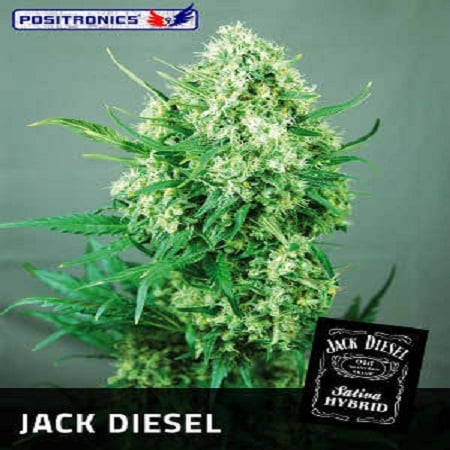 Positronics Seeds Jack Diesel Feminized