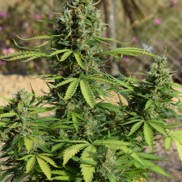 Freedom of Seeds Jack Auto Feminised