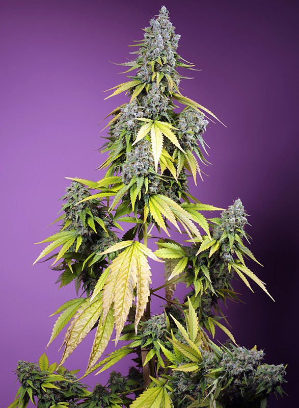 Sweet Seeds - Jet Fuel Mandarine XL Auto Feminised