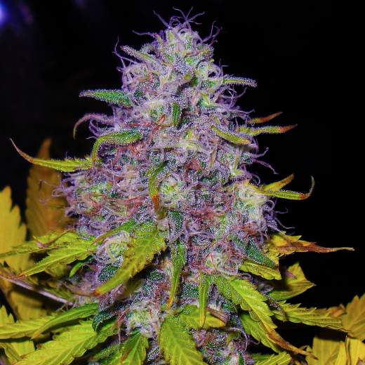 Nirvana Seeds - Jock Horror Feminized