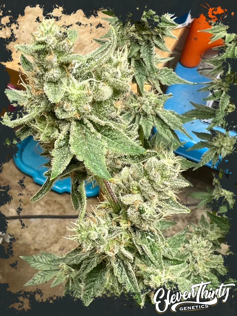 Eleven Thirty Genetics - Kerosene Cookies - Feminized Eleven Thirty Genetics - Kerosene Cookies - Feminized