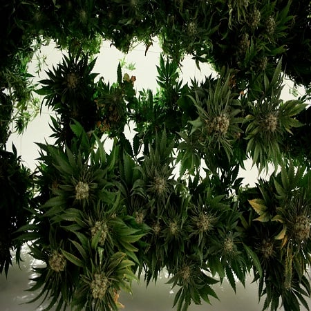 Devil’s Harvest Seeds Khufu Regular