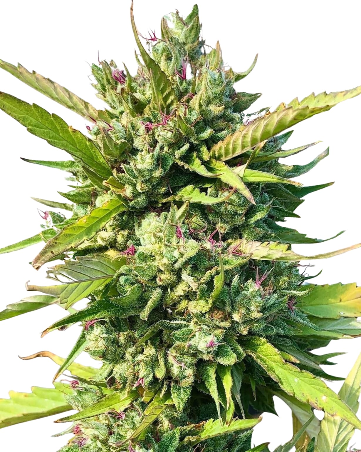 Scott Family Farms King bx3 #3 Regular   