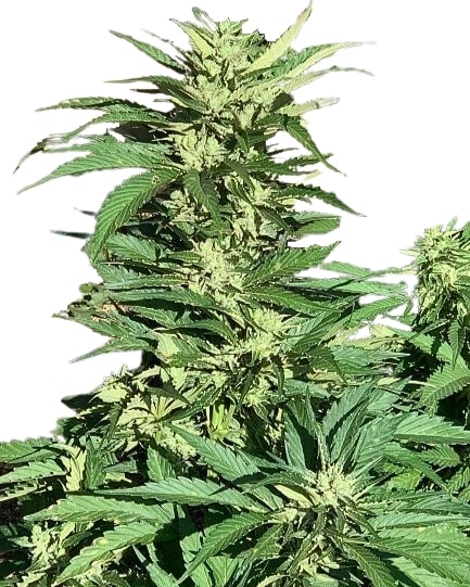 Scott Family Farms King of Rock Regular   