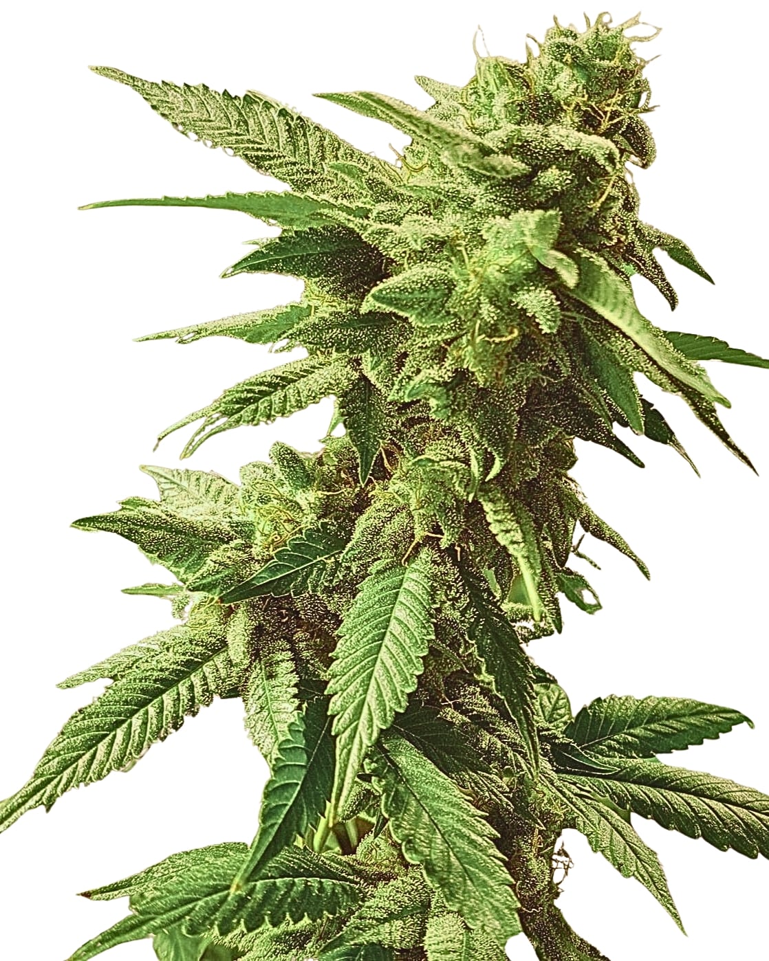 Scott Family Farms King Skunk Regular  