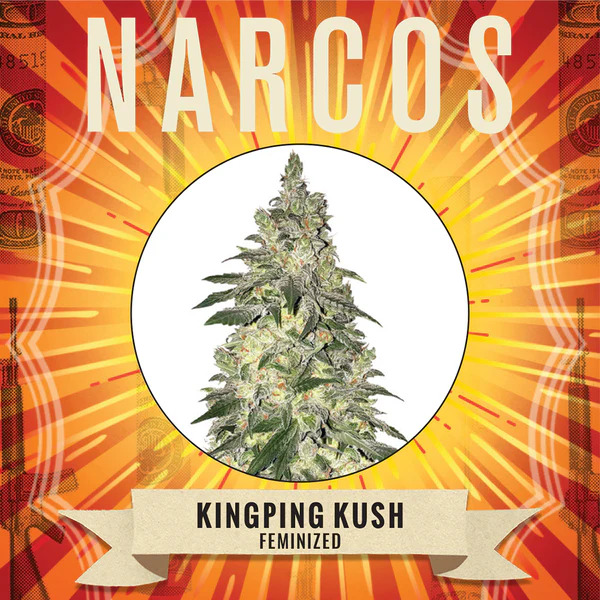 Narcos Seedbank - Kingpin Kush Feminized