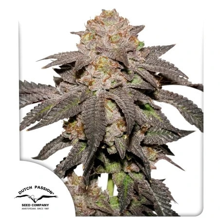 Dutch Passion Seeds - Kingston Punch - Feminized