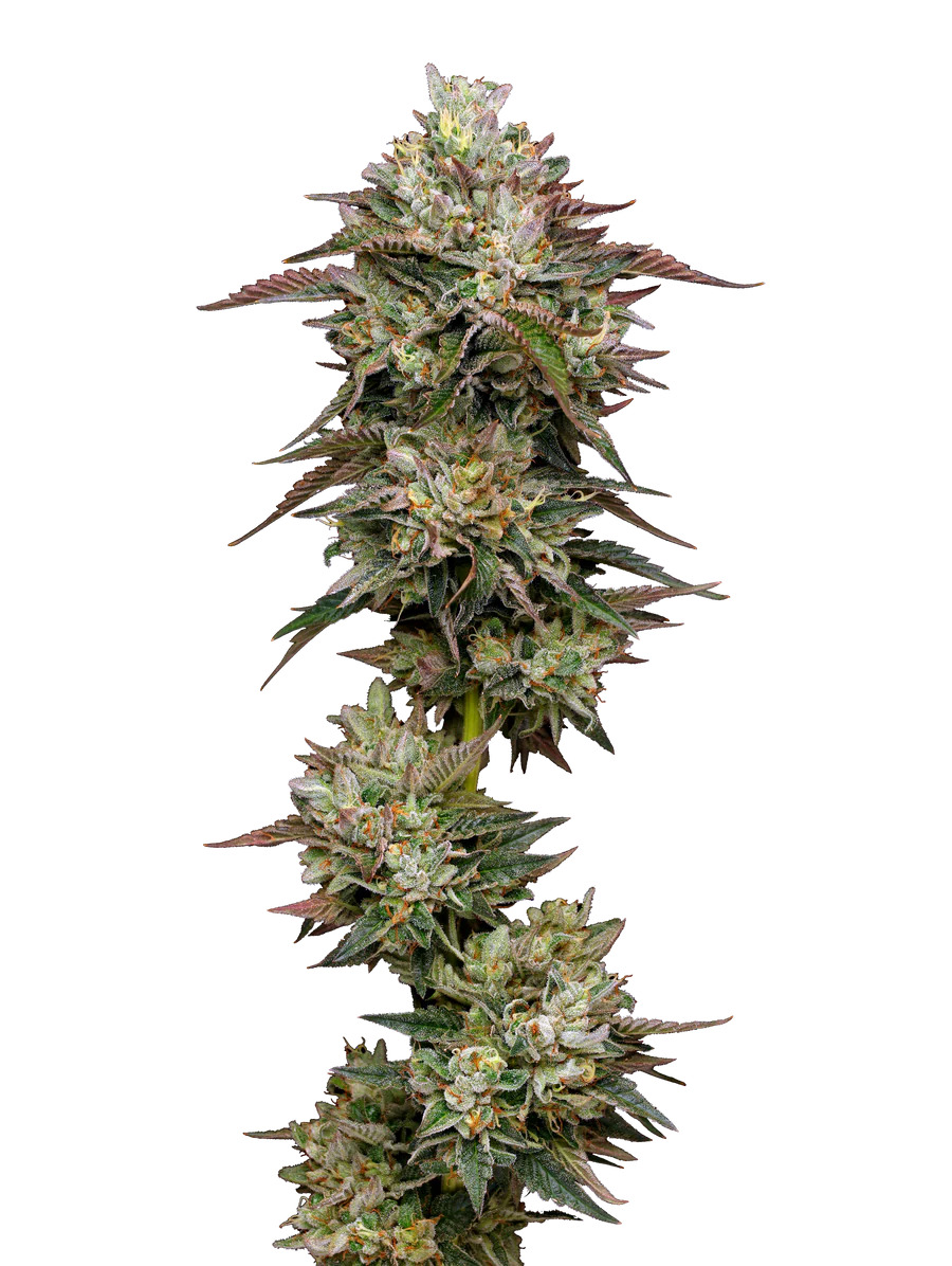 Maverick's Genetics Seeds - Kiwi x Cookie Dog Auto Feminized