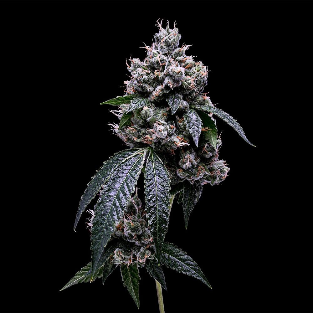 Green Bodhi Genetics - Kosher Chem 78 - Regular Green Bodhi Genetics - Kosher Chem 78 - Regular