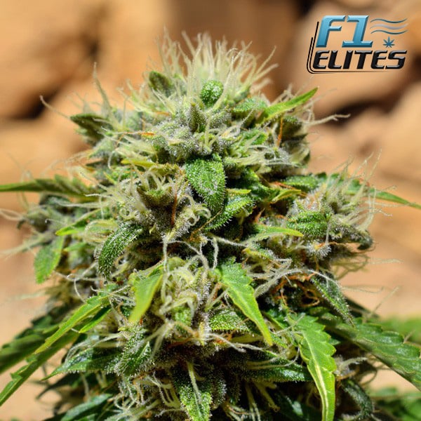 F1 Cannabis Elites Kosher Kush Feminised 