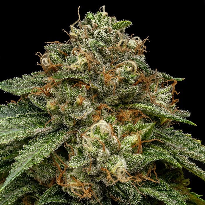 Kroma - Feminized - Ripper Seeds