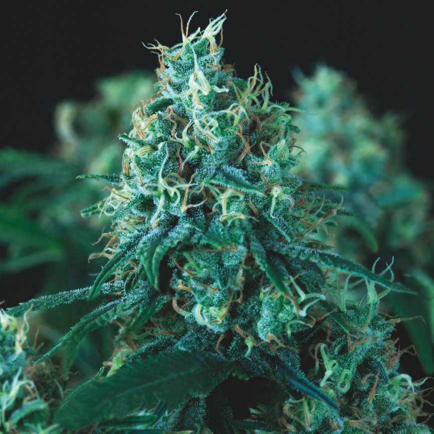 Pyramid Seeds - Kryptonite Fast Feminized