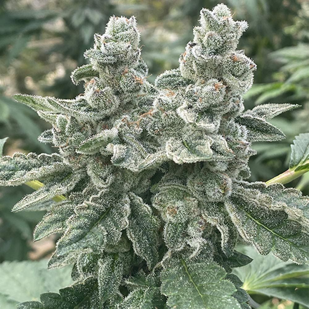Seedism Seeds - Kush Valley Cookies - Feminized Seedism Seeds - Kush Valley Cookies - Feminized