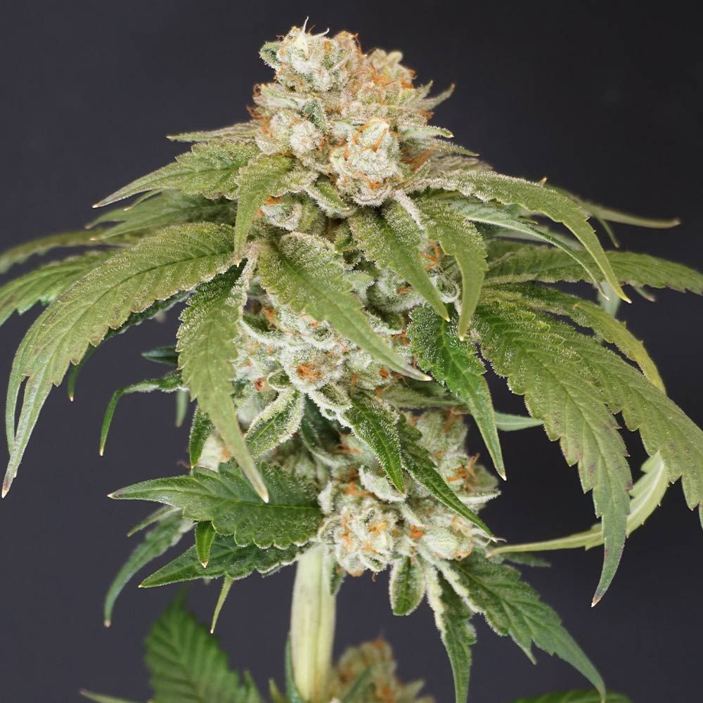 Karma Genetics Seeds - Kushi Melon - Feminized 