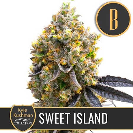 Kyle Kushman's Sweet Island - Feminized - BlimBurn Seeds