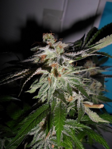 Pheno Finder Seeds LA Fire Feminized