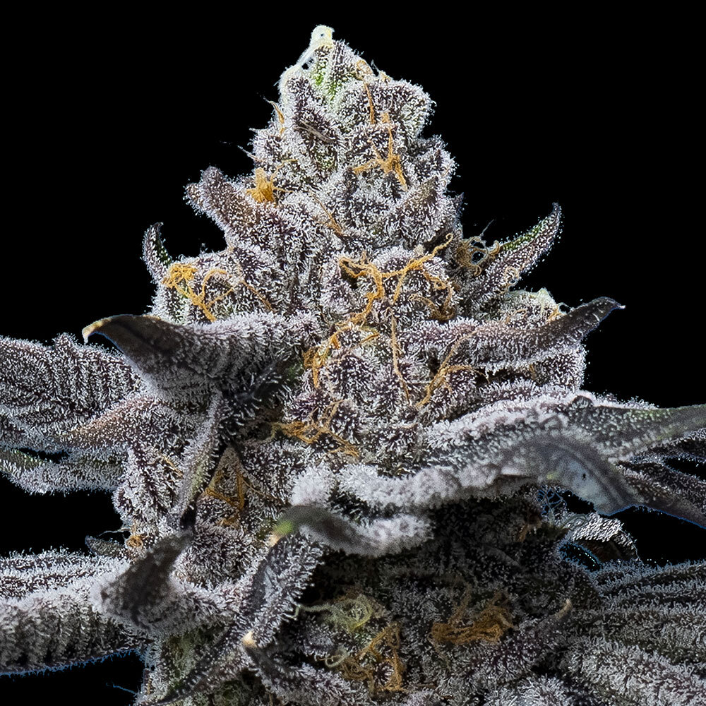 Barneys Farm Seeds - LFG Feminized