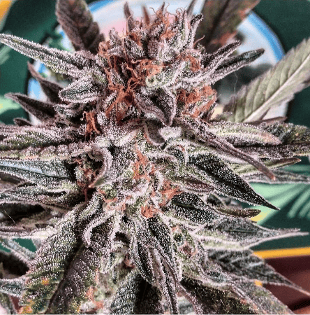 LSD Ultra - Feminized - BSB Genetics