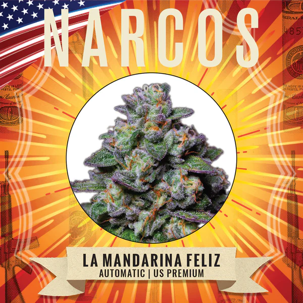 Narcos Seedbank - La Mandarina Feliz Auto Feminized Narcos Seedbank - La Mandarina Feliz Auto Feminized