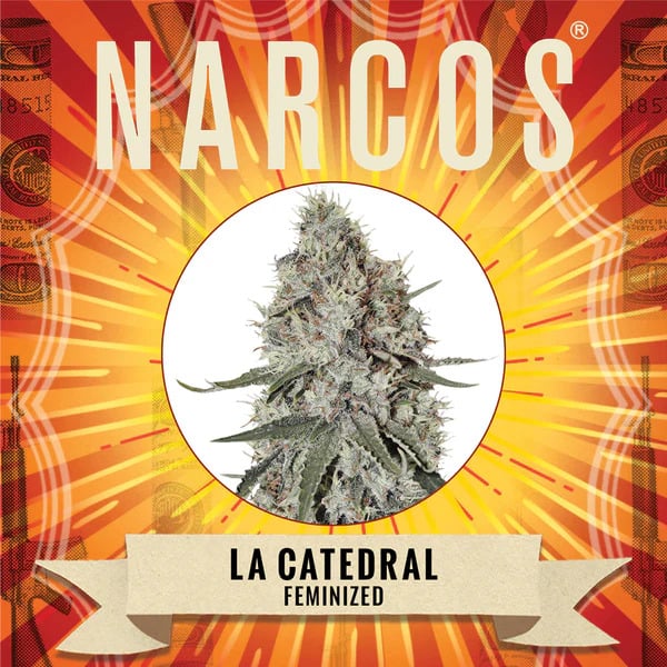 Narcos Seedbank - La Catedral Feminized Narcos Seedbank - La Catedral Feminized