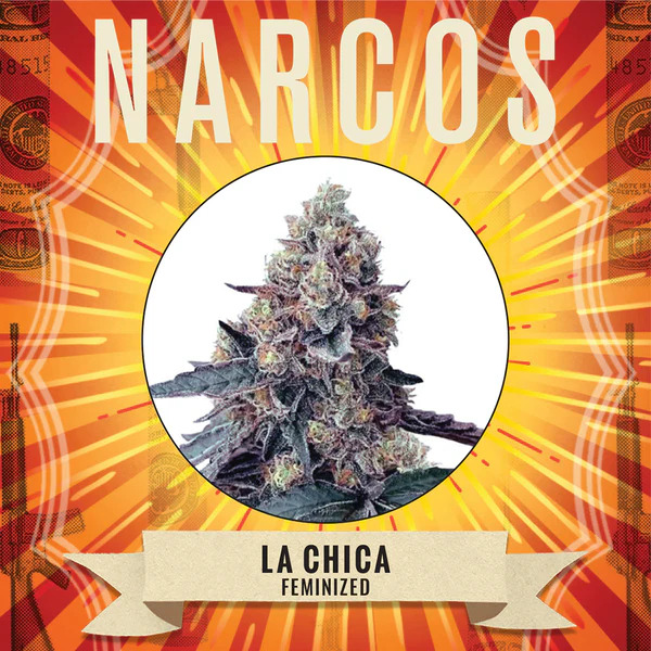Narcos Seedbank - La Chica Feminized Narcos Seedbank - La Chica Feminized