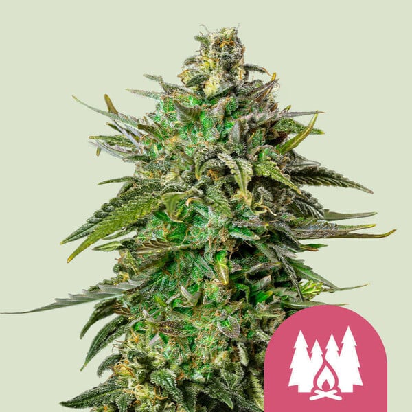 Royal Queen Seeds - Larry OG Feminized Royal Queen Seeds - Larry OG Feminized