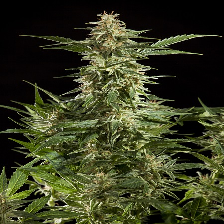 Lemon Auto CBD - Feminized - Philosopher Seeds Lemon Auto CBD - Feminized - Philosopher Seeds
