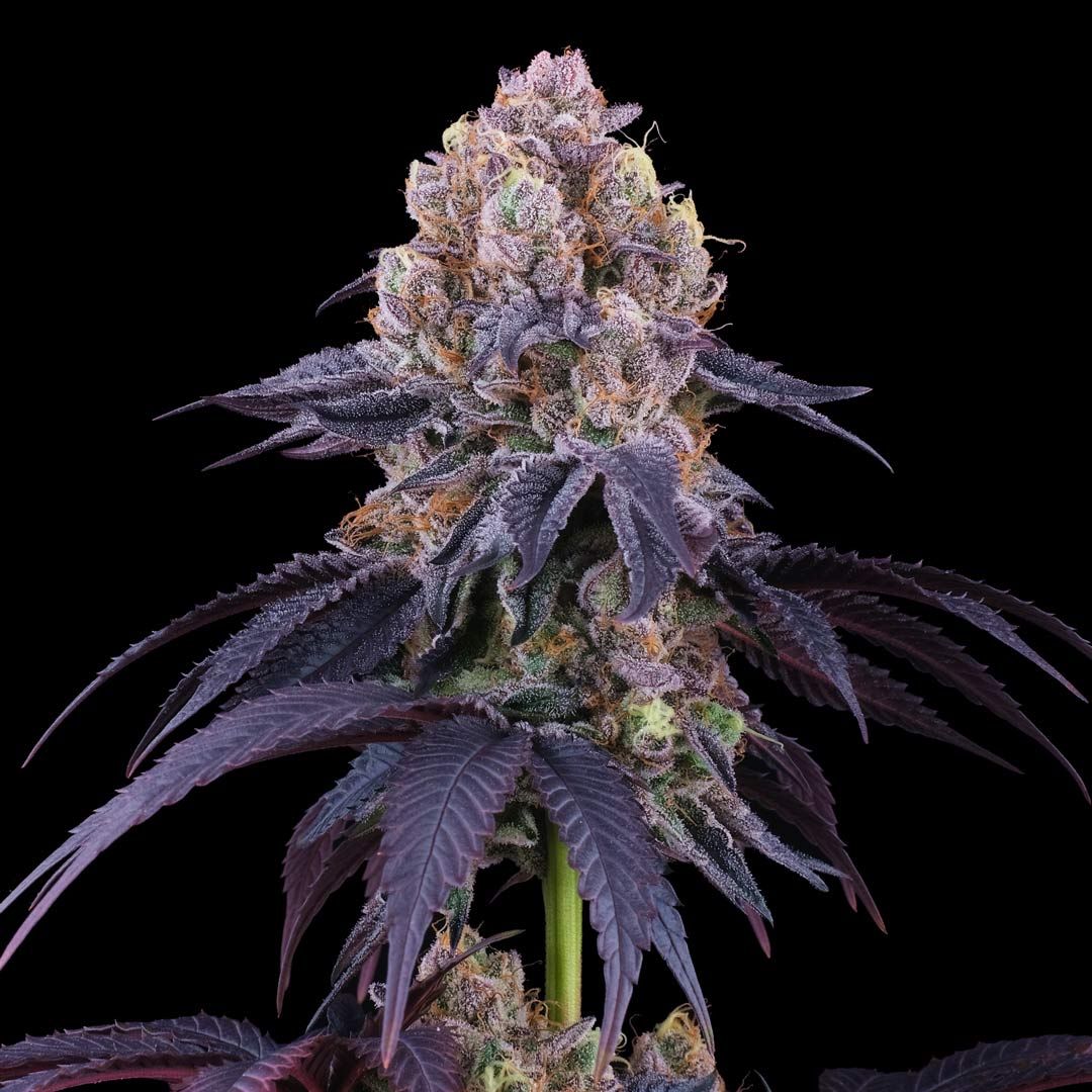 Perfect Tree Seeds - Lemon Coconut Fat Bomb - Feminized Perfect Tree Seeds - Lemon Coconut Fat Bomb - Feminized