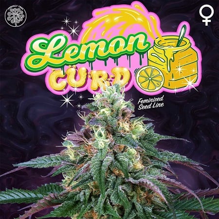 Lemon Curd - Feminized - Perfect Tree