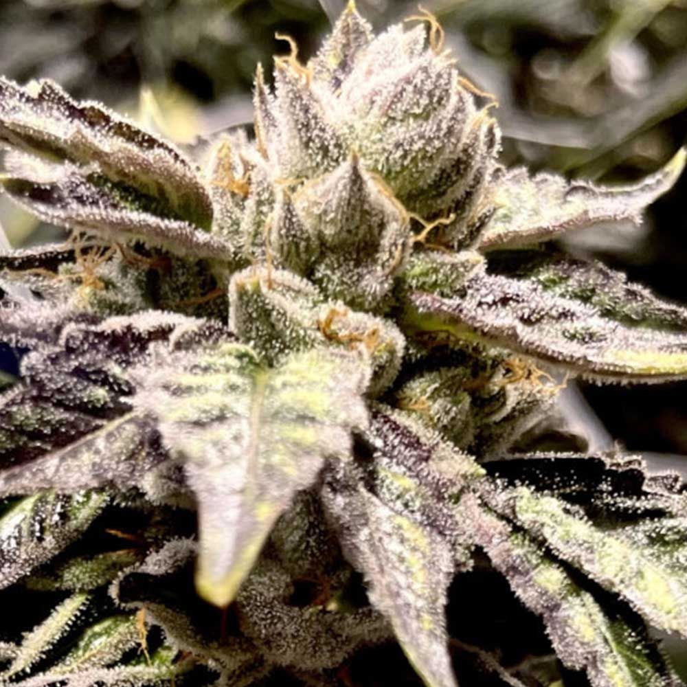 Rare Dankness Seeds - Lemon Ghost Train - Feminized Rare Dankness Seeds - Lemon Ghost Train - Feminized
