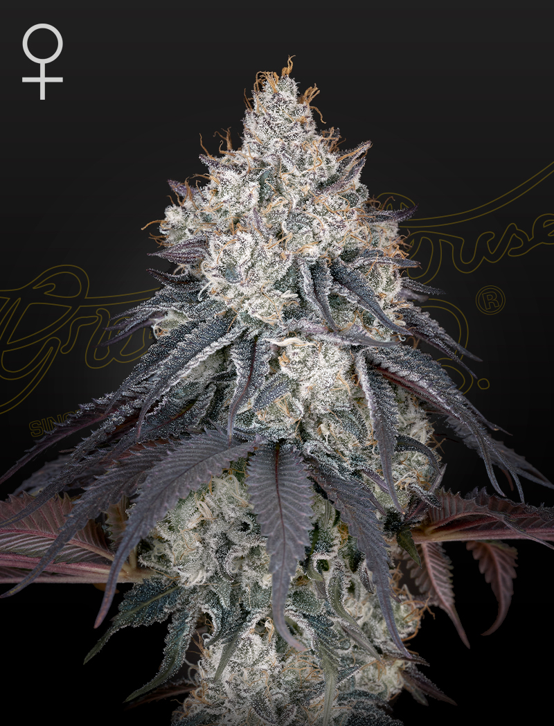 2025 Cannabis Seed Collection - Lemon Orange Feminized