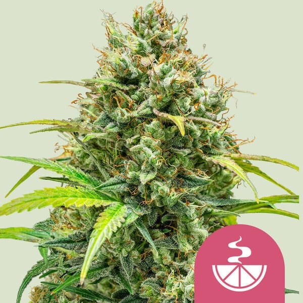 Royal Queen Seeds - Lemon Skunk - Feminized Royal Queen Seeds - Lemon Skunk - Feminized