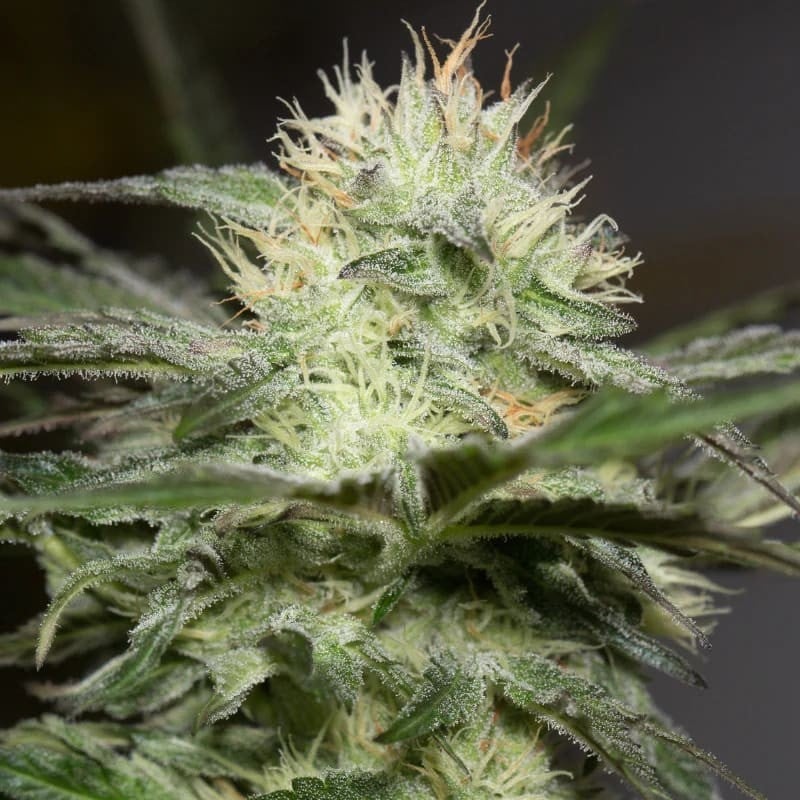 Silent Seeds - Lemon Sorbet - Feminized Silent Seeds - Lemon Sorbet - Feminized