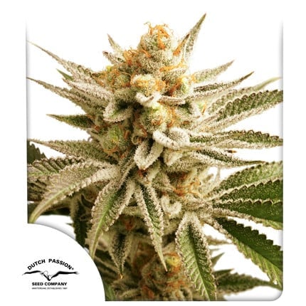 Dutch Passion - Lemon Z - Feminized Dutch Passion - Lemon Z - Feminized
