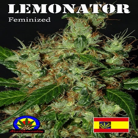 Next Generation Seeds Lemonator Feminzed
