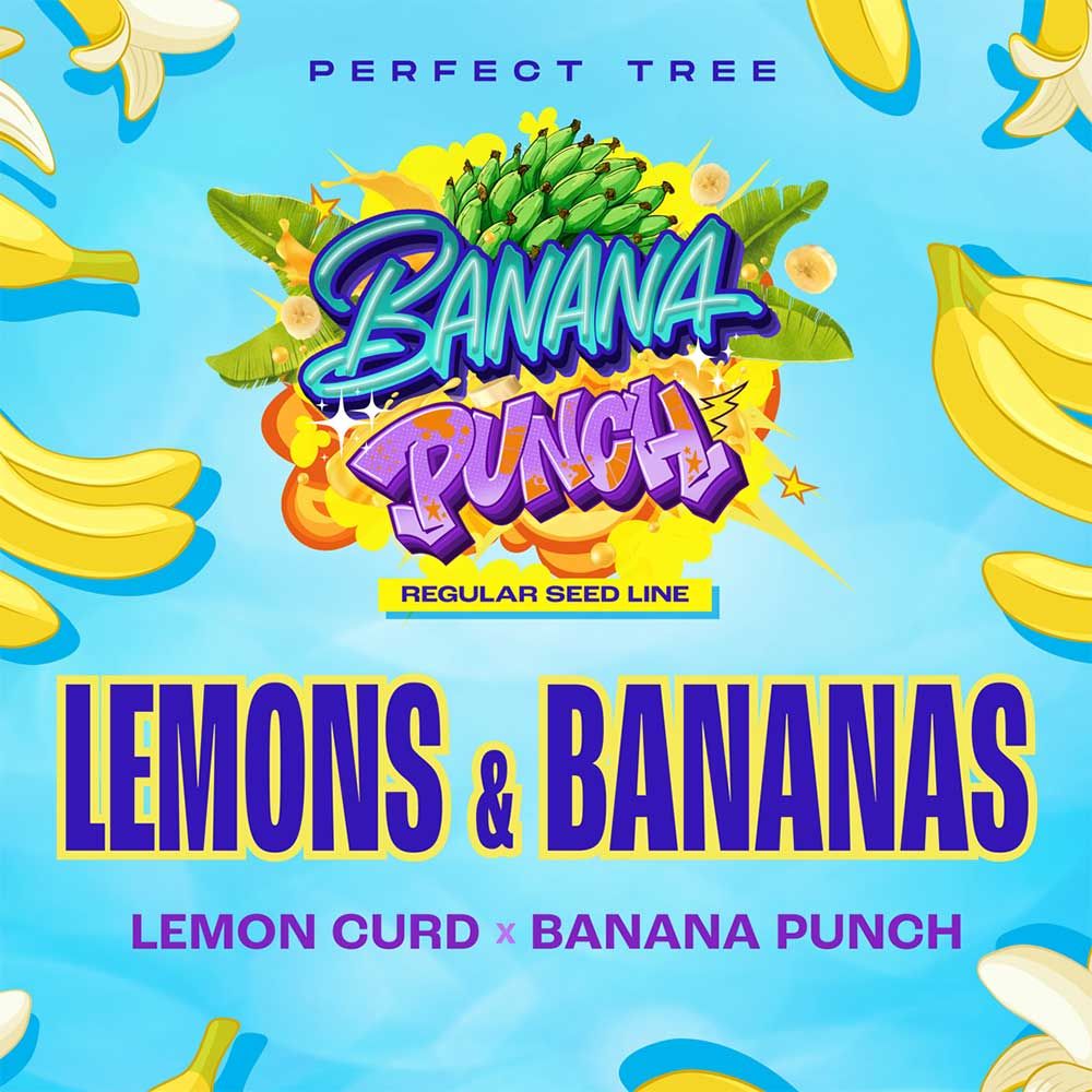 Perfect Tree Seeds - Lemons & Bananas - Regular Perfect Tree Seeds - Lemons & Bananas - Regular