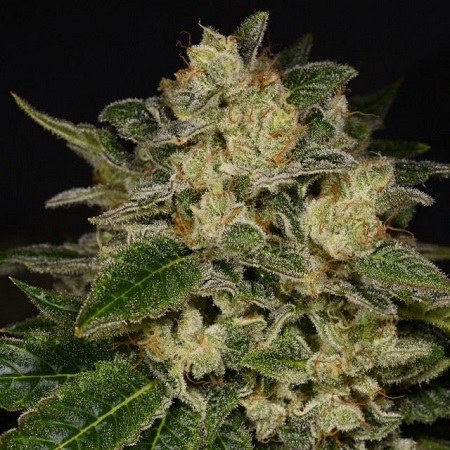 Light Speed - Feminized - Archive Seeds