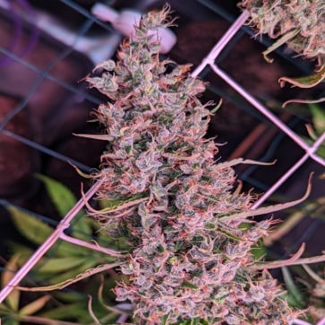 Limited Edition Golden Tiger 3rd Version Feminized - Ace Seeds   