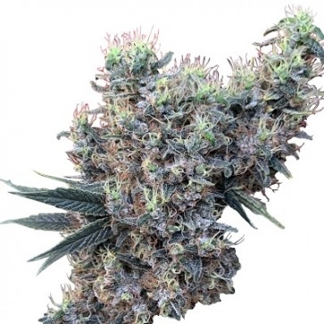 Limited Edition Golden Tiger x Panama- Feminized - Ace Seeds 