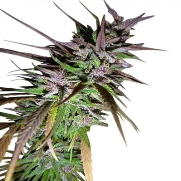 Limited Edition Purple Pakistani Haze- Feminized - Ace Seeds 