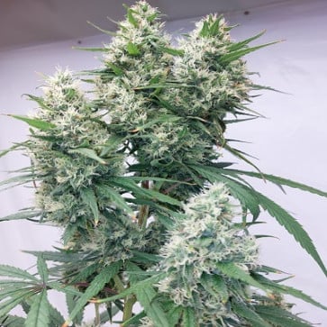 Limited Edition Zenith Feminized - Ace Seeds  