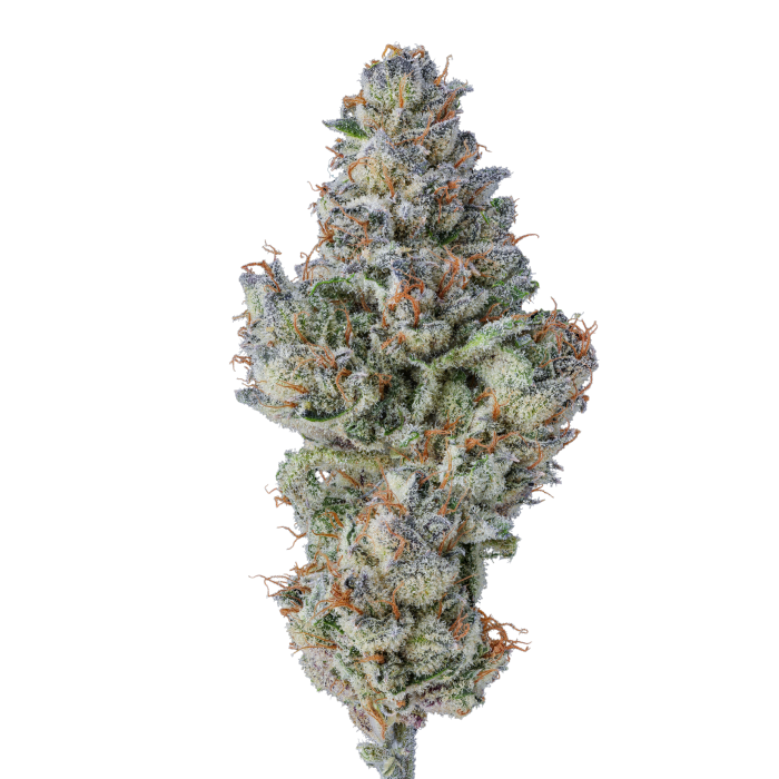 Growers Choice - Lobster Butter Feminised