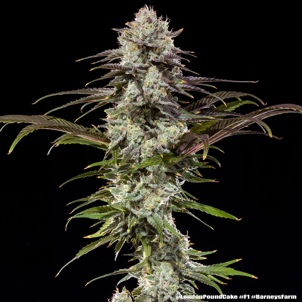 Barney's Farm Seeds - London Pound Cake F1 Feminized