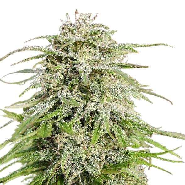 Scott Family Farms Love Potion Regular   