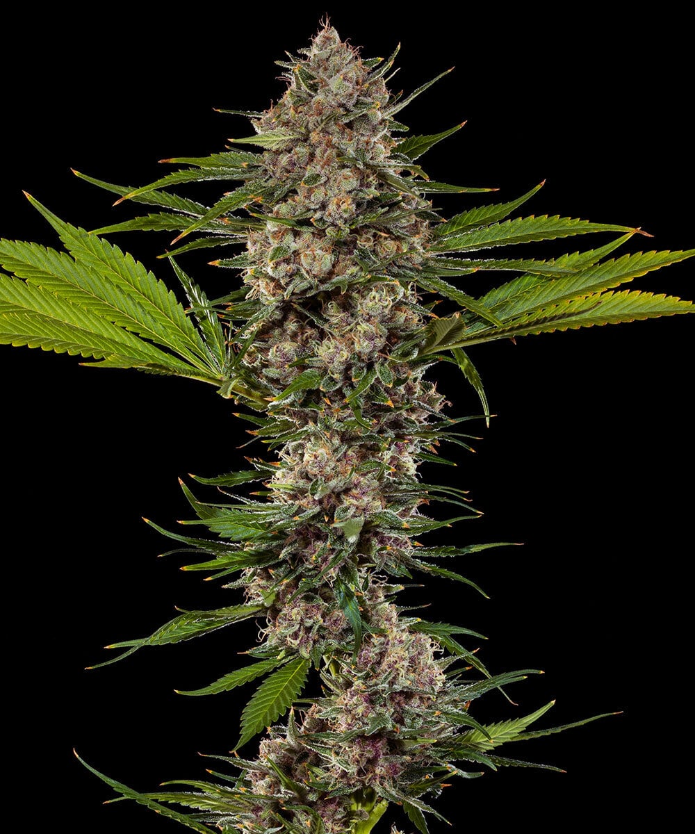 Barney's Farm Seeds - MAC1 F1 Feminized