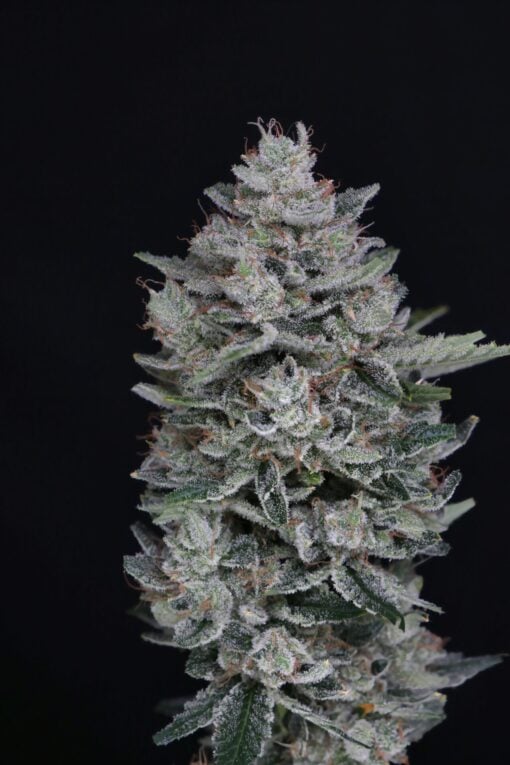 Pure Instinto Seeds - MAC2 Auto Feminized